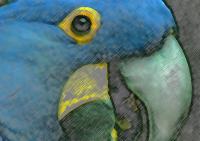 Blue Macaw10�